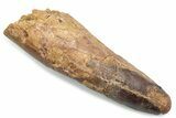 Fossil Spinosaurus Tooth - Real Dinosaur Tooth #381064-1